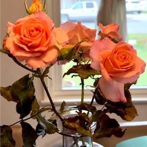 Meet your Posher, Tam